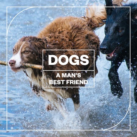 Dogs: A Man’s Best Friend